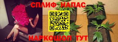 гидра Гатчина
